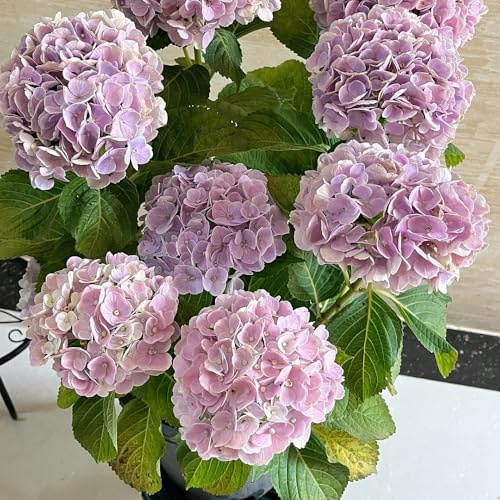 Semillas de hortensias - de otoño resistentes exóticas semillas de silvestres 30pcs
