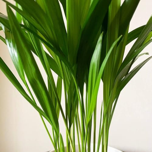 Carbeth Plants - Indoor Plants - Build Your Own Houseplant Collection - 7cm to 9cm Pots - Areca Palm - Dypsis Lutescens Palm Plant in 9cm Pot