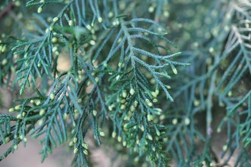 30 Semillas de Cedro Blanco, Cedro de Goa, Ciprés Mexicano - (Cupressus Lusitanica)