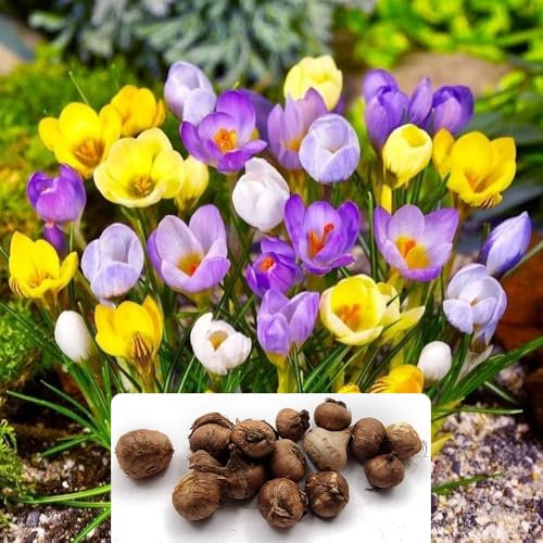 15 Crocus Botanical Mixture Bulbs - Early Spring Blooms - Perennial Variety, Attracts Bees & Butterflies - Ideal for Naturalizing – Cultivated for UK Climate Conditions