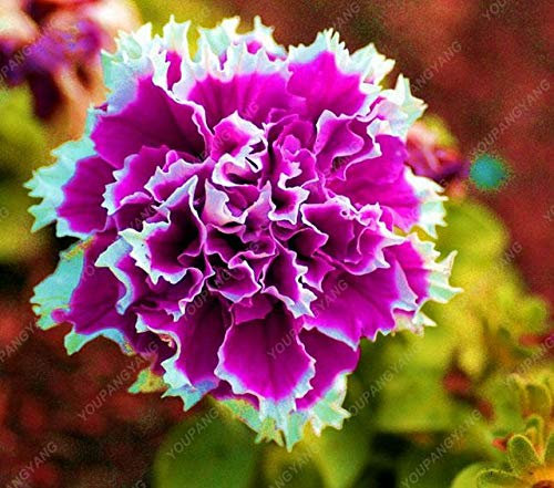 Shopmeeko 200 Stück Garten-Petuniensamen, Blumensamen, Petuniensamen, Balkon, seltenes Naturgeschenk für Heimdekoration: klar