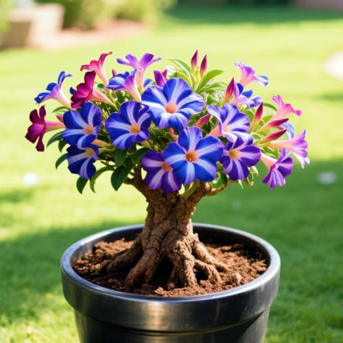 Eleganz Wüstenrose-Rhizom, Winterhart Mehrjährig, Pflegeleicht, Kein Gießen erforderlich, Schnell-Wachsend, Atemberaubende Gartendekoration-1 Rhizome-A