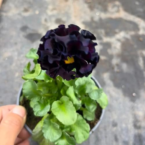 viola cornuta, semi di viola cornuta ombra semi di selvatici rampicanti, giardino roccioso Decorazioni giardino per esterni decorazione 350semi