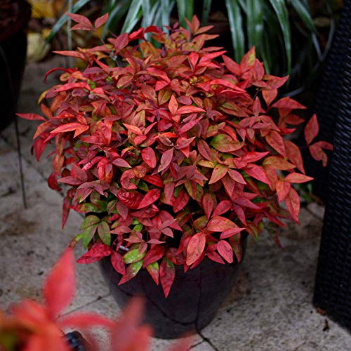Colourful Drought Tolerant Plants Nandina domestica Heavenly Bamboo Low Maintenance Garden Shrub for Outdoors with Pink & Red Leaves 1 x Nandina Blush Pink in 3.6 Litre Pots by Thompson & Morgan