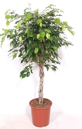 Birkenfeige Ficus Benjamina Exotica Stämmchen 120 cm – Pflegeleichte Zimmerpflanze für Zuhause – Dekorative Grünpflanze, Ideal für Wohnzimmer & Büro – Luftreinigend & Robust
