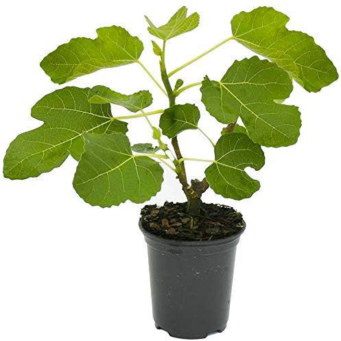 Feigenbaum - winterfester Feigenobstbaum für draußen (20-30cm inkl. Topf)