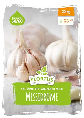 FLORTUS – Winterpflanzknoblauch XXL Messidrome 20 kg Netz zertifiziertes Pflanzgut, keine Samen – Knollengröße 50-60 mm – winterhart, würziger Knoblauch aus Südfrankreich