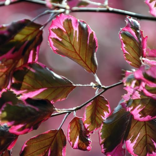 Vivai le Georgiche - Pianta vera di Fagus sylvatica Tricolor Fagus sylvatica 'Roseomarginata' Faggio, Fagus sylvatica 'Purpurea Tricolor' - vaso Ø 22 cm - altezza alla vendita 120-140 cm