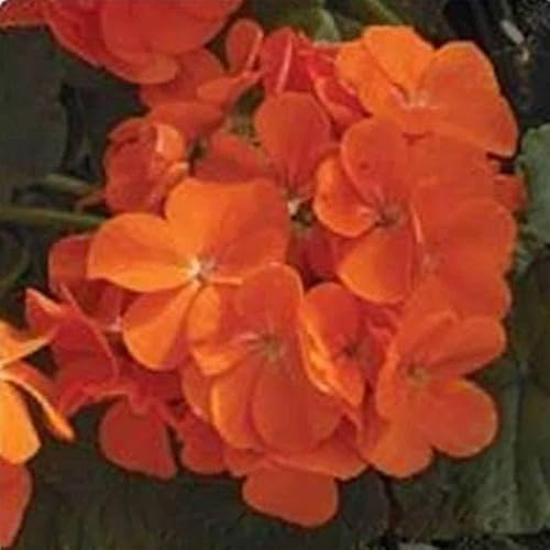 Maverick Series Geranium Orange ~10 Seeds – Pelargonium x hortorum – Non-GMO, Annual – Compact 12-18 Plants – 4-6 Blooms – for Containers, Borders & Flower Beds – 91-105 Days