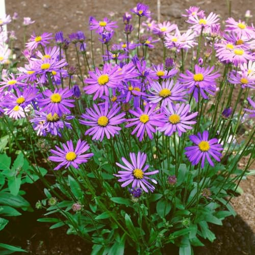 Aster tongolensis 'Berggarten' 9x9 cm Topf – Winterhart, Mehrjährig, Pflegeleicht – Tongol-Aster – Staude für Beet & Rabatte