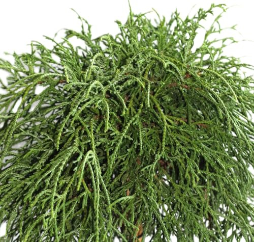 Cipresso di filo verde chamaecyparis 'filifera nana' 25-30 cm resistente all'inverno