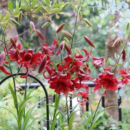 LiliumSamen, seltene wohnzimmer deko für sonnige plätze wildblumensamen balkonpflanzen herbstblumen winterhart blumendeko blumensamen 35pcs
