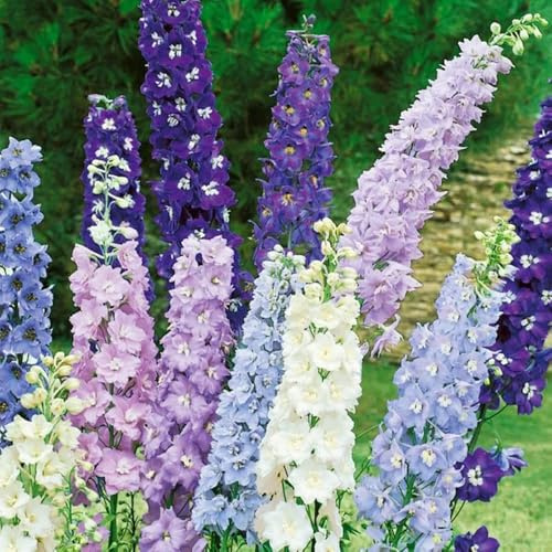 Semi di Delphinium-semi di resistenti in vaso-colorate in vaso resistenti all'esterno da 400pcs