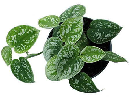 Scindapsus Pictus Argyraeus Trebie Planta de Interior Natural