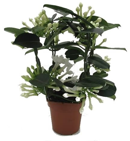 Jazmín de Madagascar | Planta Enredadora con Flores Blancas | Planta Natural Stephanotis Floribunda para Exterior e Interior