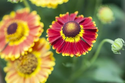 Helenium x cult. 'Biedermeier' 11x11 cm Topf – Winterhart, Mehrjährig, Pflegeleicht – Sonnenbraut – Staude für Beet & Rabatte