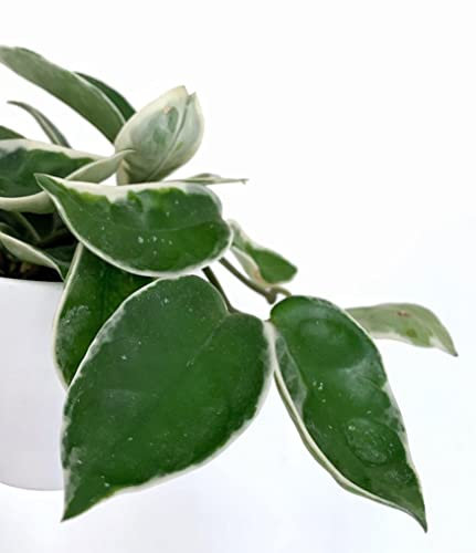 Hoya carnosa albomarginata Krimson Queen Trailing Easy Care House Plant in 12 cm Pot