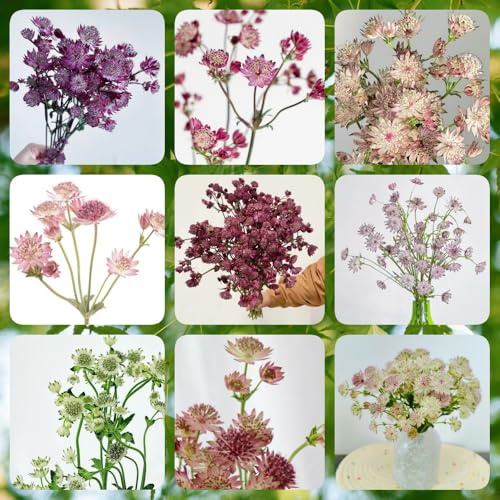 Semillas de Masterwort, resistentes para el jardín decoración jardín de resistentes de exterior semillas de pradera de mariposas 250pcs