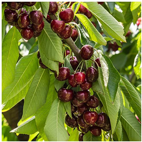 Stella Cherry Tree 3-4ft in a 5L Pot, Self-Fertile & Ready to Fruit.Dark Red, Very Tasty 3fatpigs®
