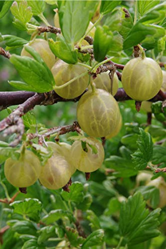 Pianta di Uva Spina Bianca Albero di Uva Spina Bianca Età 2 anni Pianta da frutto di Uva Spina Bianca in vaso Pianta vera di Uva Spina venduta da eGarden.store