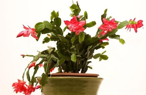 Planta Natural Interior y Exterior Cactus de la Navidad con Flores