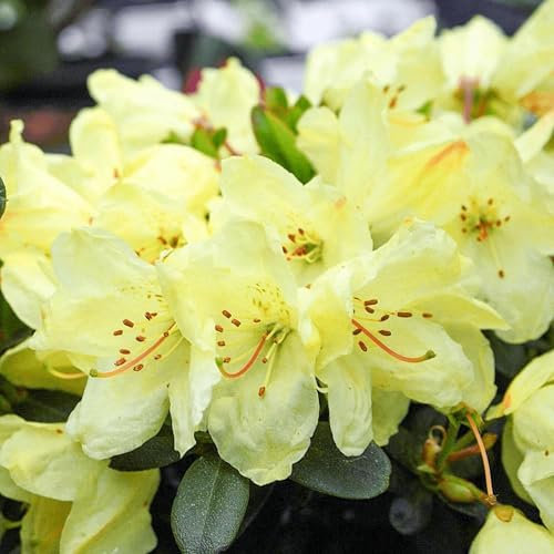 Pianta vera di Azalea impeditum Wren - Diametro Vaso Ø 19 cm