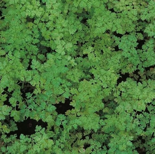 1 Pack of 600 SEEEDS Chervil Organic (Anthriscus cerefolium)