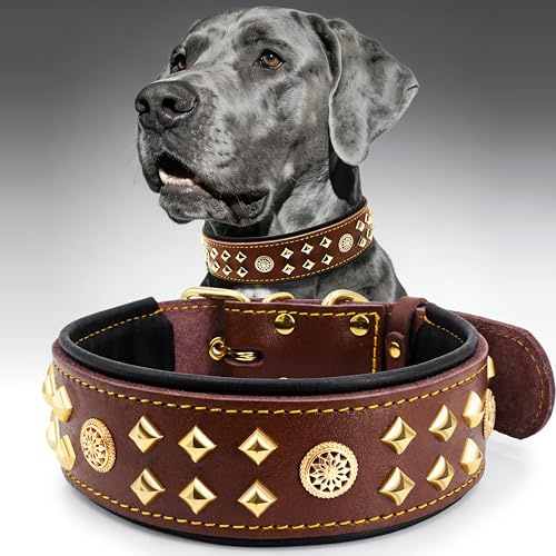 EliteGuard Hundehalsband Leder, 5,6 cm Breit, Braun-Gold, M