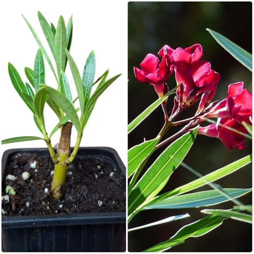 Pack de 6 Plantas natural Adelfa Nerium Oleander Roja, 5-10 cm. Aún SIN FLOR. Arbusto ornamental, con flores vistosas y muy resistentes. Segura Garden.