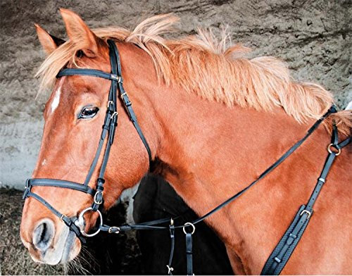 TdeT Biotack Bridas para caballo, negro, PUR-SANG