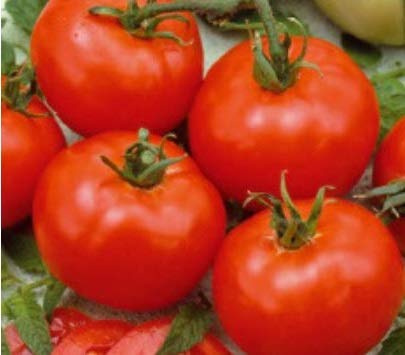 Pcs - 25x Tomate Moneymaker-Tomaten Légumes Graines Jardin KS448 - Seeds & Plants Shop by Ipsa