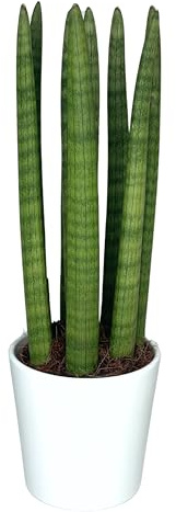 I GIARDINI DI GIULIA - Sasevieria CYlindrica in vaso di ceramica bianco, Pianta vera, Vaso diametro 11 cm. altezza pianta 35 cm.