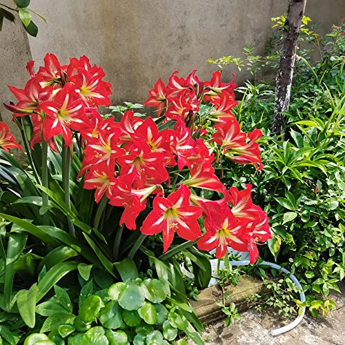 amaryllis da interno, balcone, letti elevati per interni, bonsai da balcone, bulbi perenni, resistenti al freddo, giardino, decorazione con pietre, 6 pezzi
