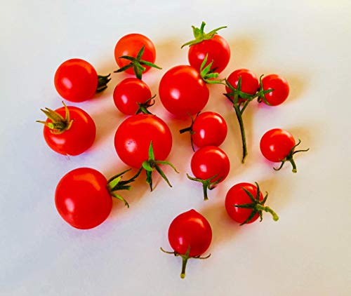 Mexikanische Honigtomate 10 Samen -Zuckersüß- ***Momentan teuersten Tomaten-Sorten***