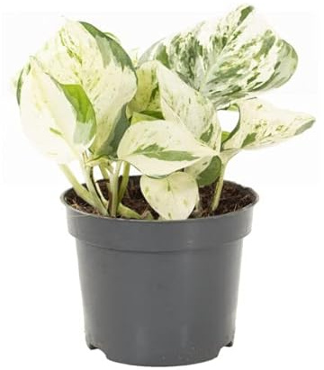 DECOALIVE Potho Variegata Planta Natural Epipremnum Happy Leaf
