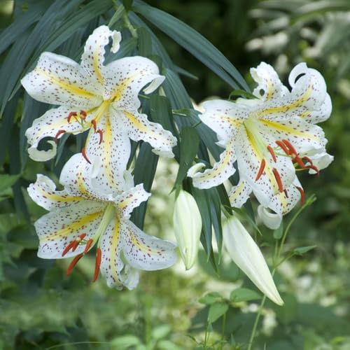 lilien winterhart - blumenzwiebel frühlingsblumen frühlingsblüher deko lilien blumenzwiebeln frühblüher dekopflanzen winterharte für balkon 6zwiebeln