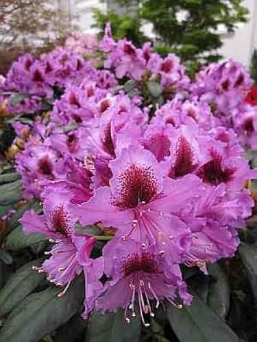 Rhododendron Hybride Orakel - Großblumige Alpenrose - 30-40cm