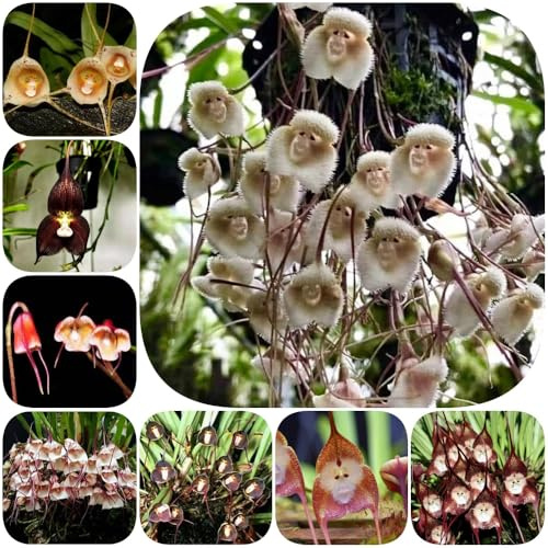 Semi di orchidea scimmia - semi di decorazione resistenti per giardinieri arredamento del soggiorno raro serre balcone resistenti per 500pcs