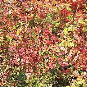 Chervil Curly Anthriscus cerefolium 5,000 Seeds