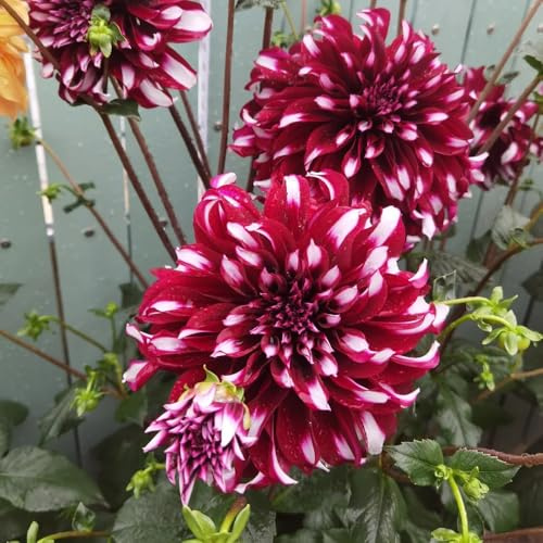 dahlien winterhart mehrjährig,dahlia - für draußen exotische 4knollen