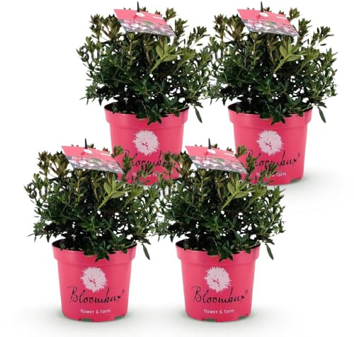 Rododendro Enano Perenne, para Setos, Magenta, Pack de 4, 30-40cm