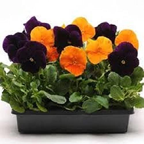 Pansy Plants, 'Halloween Mix', 20 x Full Plant Pack, Winter Bedding Plants, Garden Flowers, Winter Pansies, Garden Ready and Ready to Plant, Premium Quality Flowers