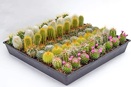 Cactus Plants Live – Small Assorted 2-Inch Cactus Plants – Fully Rooted Potted Cactus Plants – Live Cactus Plant Set (40)