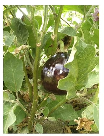 Sachet de graines d'Aubergine Bonica - HYBRIDE F1- Les Graines Bocquet