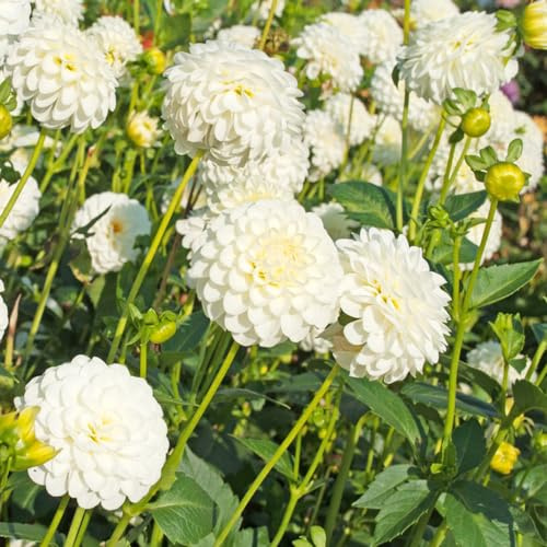 dalia reale estate semi di selvatico interni esotici decorazioni giardino per esterni semi giardino 30pcs