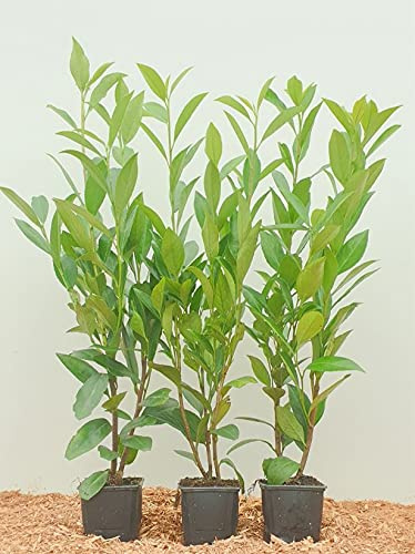 Prunus laurocerasus 20–40 cm (20 Stück) – Winterhart, Immergrün, Pflegeleicht – Kirschlorbeer – Heckenpflanze für Garten & Sichtschutz