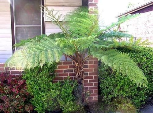 Cyathea australis Baumfarn ca. 40 cm – Australischer Baumfarn im Topf – Schnellwüchsiger, exotischer und groß werdender Farn – Immergrüne Zierpflanze für Garten, Terrasse & Wintergarten