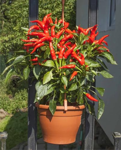 Semi di Peperoncino Piccante a Mazzetti peperone, Piccantezza Media, 150 Semi