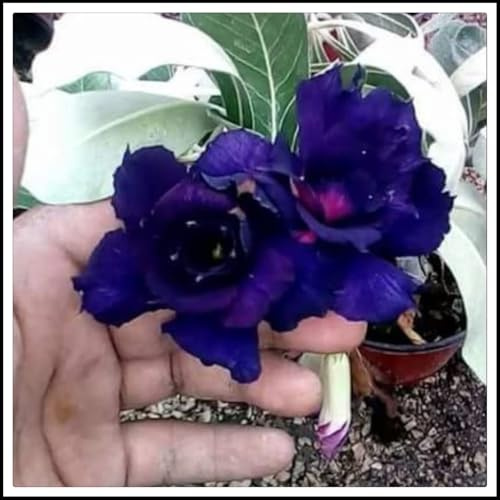 Bulbo rosa del desierto. - La mejor opción para la decoración del jardín.- Pétalos de colores variados-（NVNJHJN）-1 bulbos-D