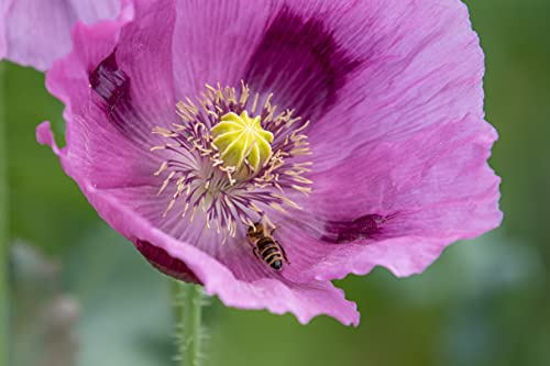 Echter Schlafmohn, 600 Samen, lila Mohnblumen Saatgut lat. Papaver Somniferum, große lila Blüten mit langer Blühdauer für Insekten